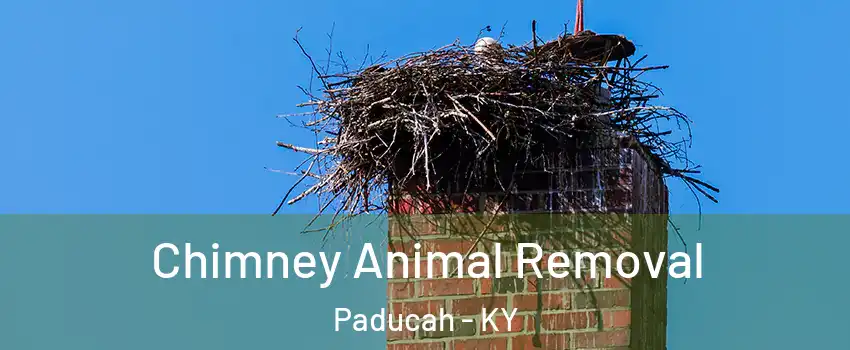 Chimney Animal Removal Paducah - KY
