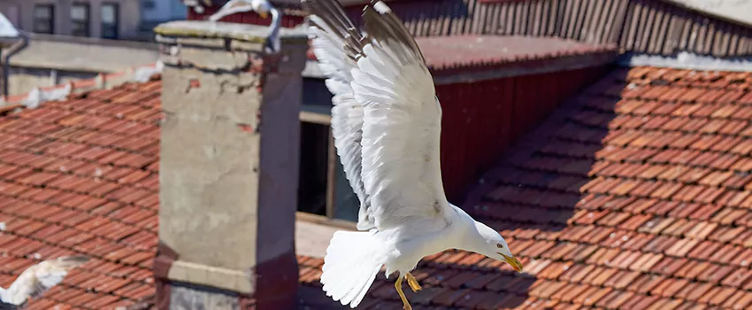 Residential Chimney Animal Removal Solution in Paducah, KY