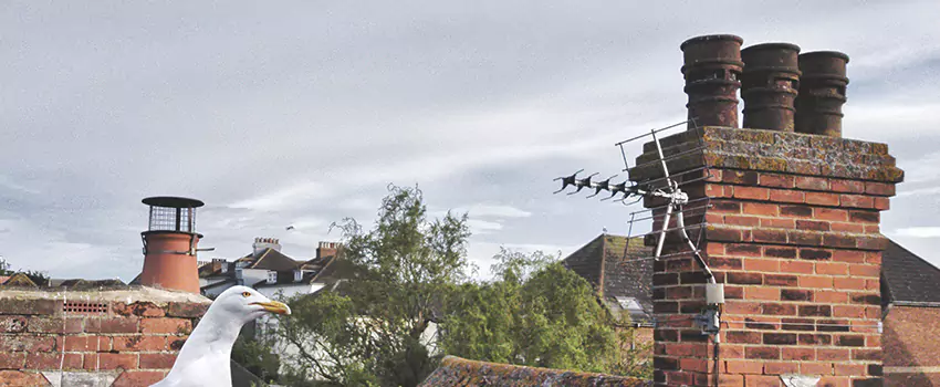 Chimney Cleaning And Restoration in Paducah, Kentucky